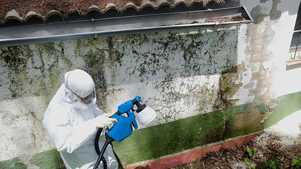 Top rated local Mold Cleanup specialists in Melfa, VA